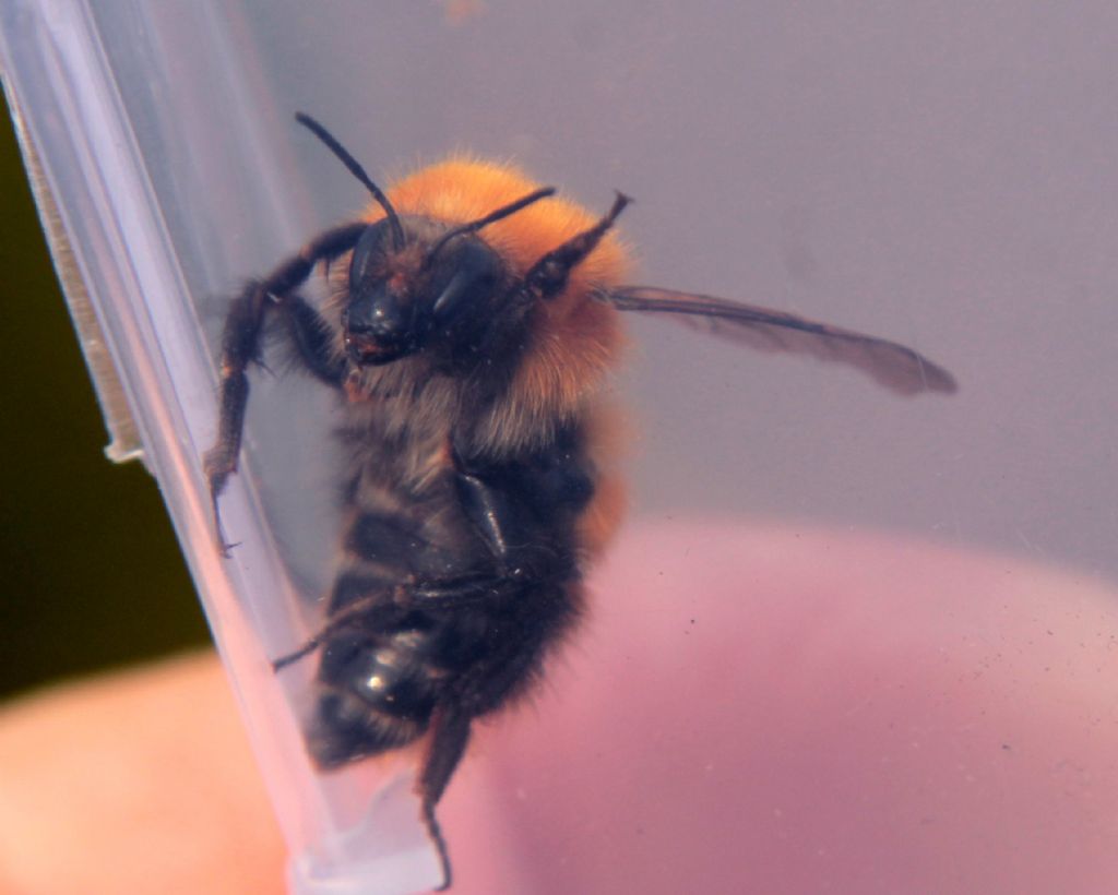 Qualcuno mi sa dire che bombo �?